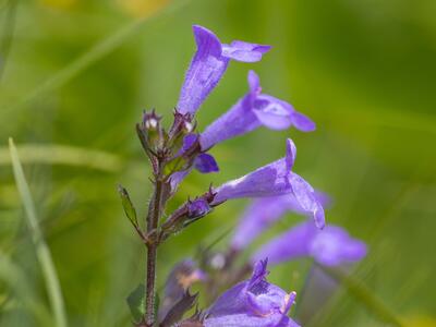 clinopodium alpinum detail
