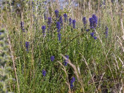 hyssopus officinalis habitus