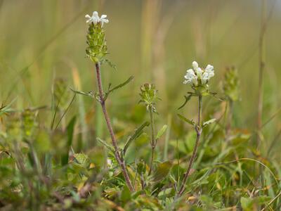 prunella laciniata habitus
