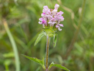 prunella x intermedia