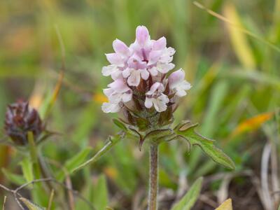prunella x intermedia habitus