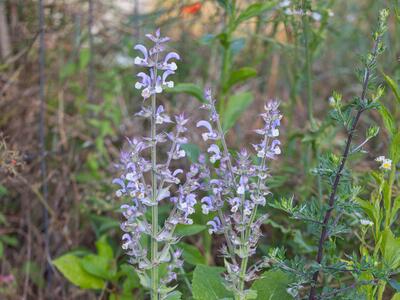salvia sclarea