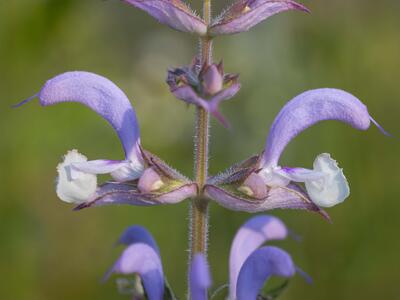 salvia sclarea detail