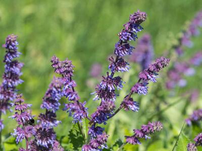 salvia verticillata detail