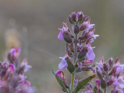teucrium chamaedrys