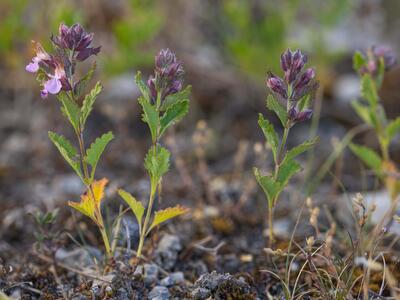 teucrium chamaedrys habitus