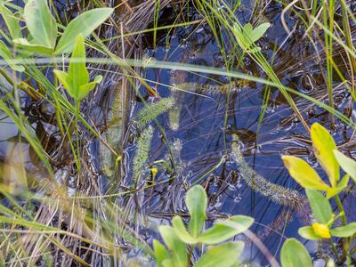 utricularia intermedia habitus