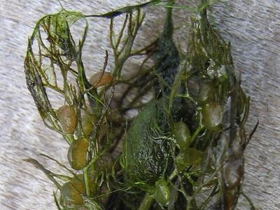 utricularia vulgaris agg fangblasen