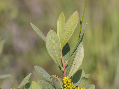 myrica gale frucht
