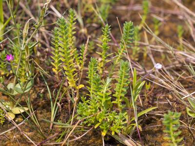 lysimachia maritima