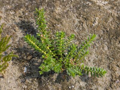 lysimachia maritima habitus