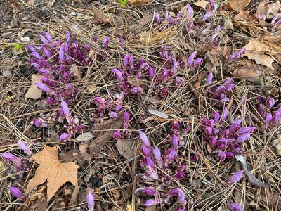 lathraea clandestina