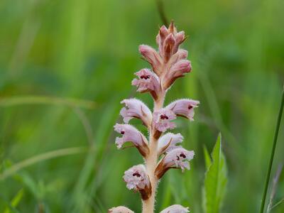 orobanche caryophyllacea detail