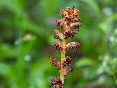 orobanche gracilis