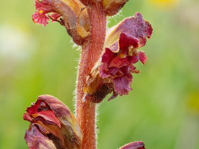 orobanche gracilis detail