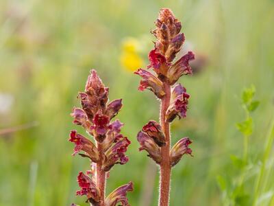 orobanche gracilis habitus