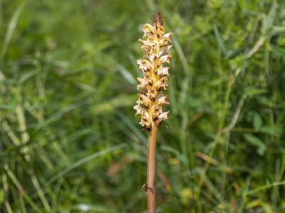 orobanche reticulata