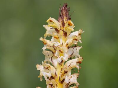 orobanche reticulata detail