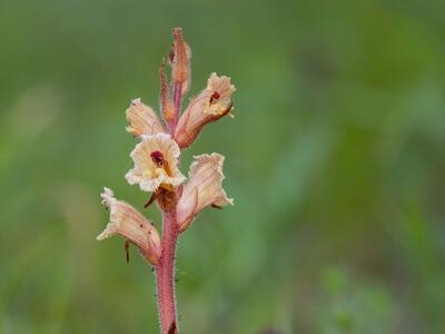 orobanche teucrii
