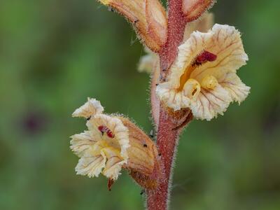 orobanche teucrii detail