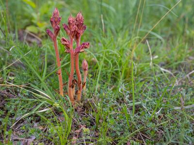 orobanche teucrii habitus