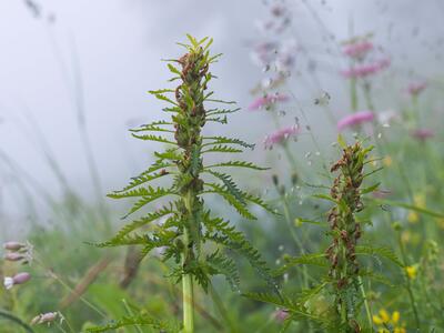 pedicularis foliosa