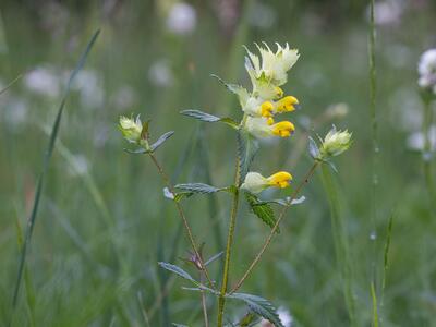 rhinanthus rumelicus