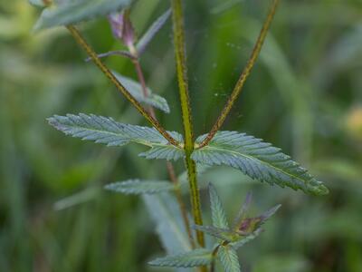 rhinanthus rumelicus blatt