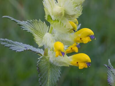 rhinanthus rumelicus detail