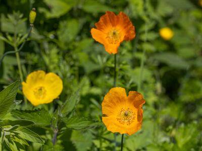 papaver cambricum