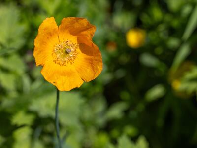 papaver cambricum detail
