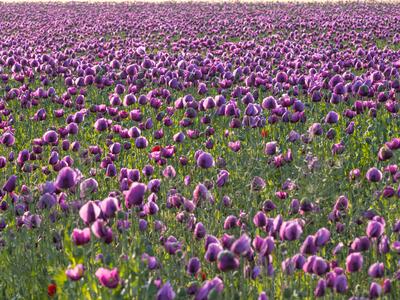 papaver somniferum