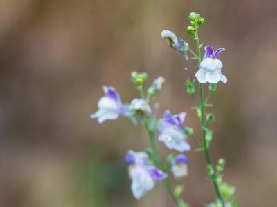 linaria vogesica detail