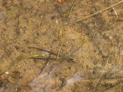 littorella uniflora habitus
