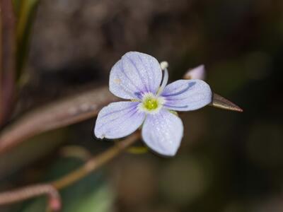 veronica scutellata bluete