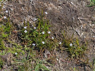 veronica scutellata habitus