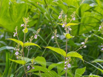 veronica urticifolia