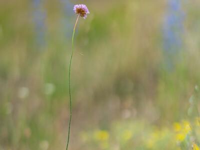 armeria arenaria