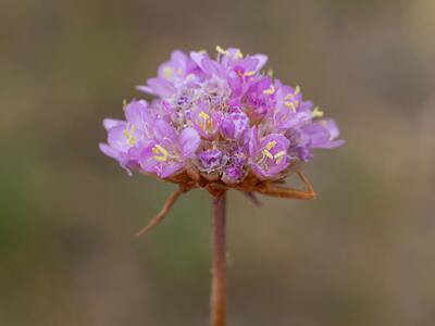 armeria arenaria detail