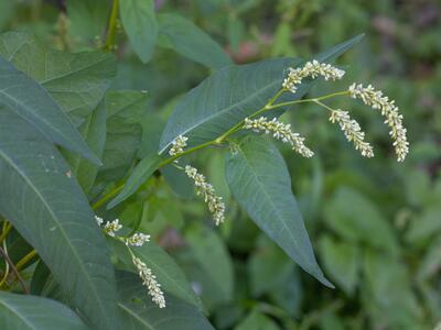 persicaria lapathifolia detail
