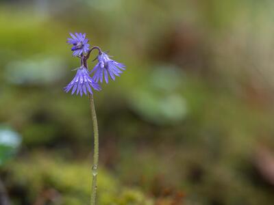 soldanella montana
