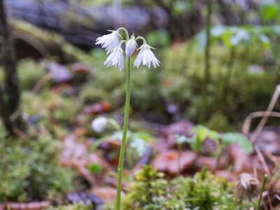 soldanella montana albino