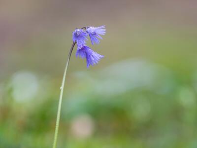 soldanella montana habitus