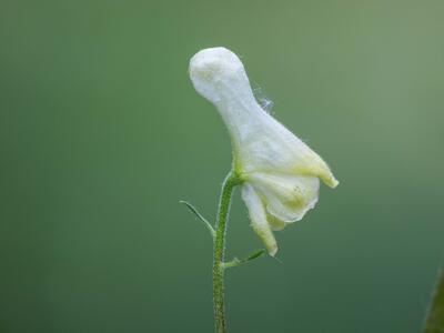 aconitum lycoctonum ssp lycoctonum detail