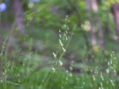 aconitum lycoctonum ssp lycoctonum habitus