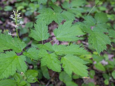 actaea spicata detail