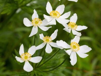 anemonastrum narcissiflorum detail
