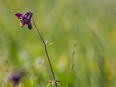 aquilegia atrata