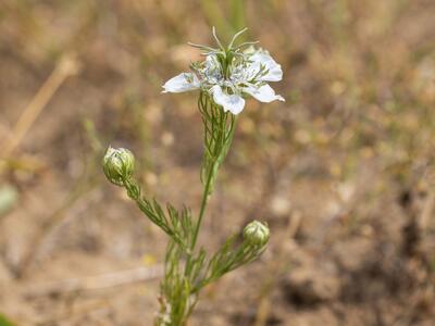 nigella arvensis