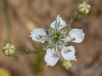nigella arvensis detail